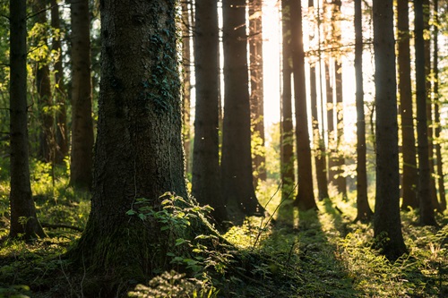 Nowy tydzień może przynieść rekordowe upały