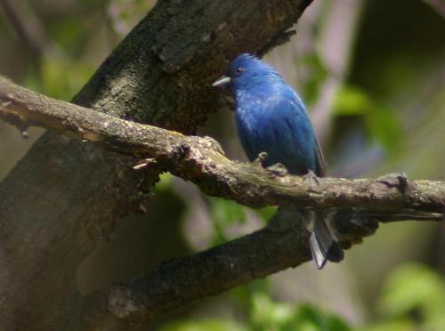 Wielkie liczenie ptaków nad Siemianówką. Dołącz do akcji