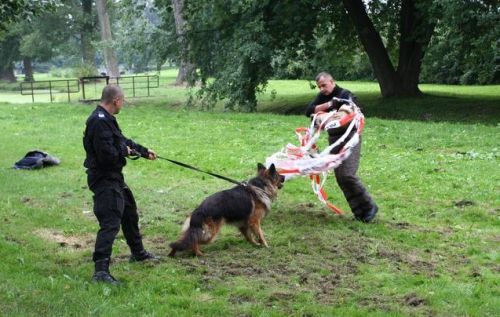 Pościg, obezwładnianie i konwojowanie. Policja szkoliła psy służbowe w parku