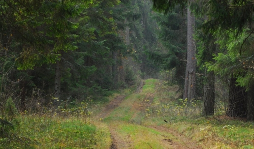 Najsmaczniejsze leśne potrawy i nalewki. Spotkania Hubertowskie