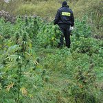 Pole marihuany w środku lasu. Policjanci zatrzymali ich właściciela
