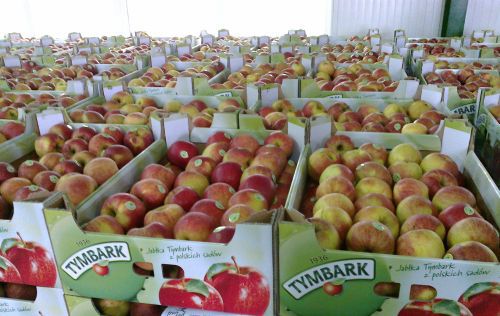 Pyszne i słodkie jabłka będą rozdawane w Białymstoku