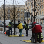 Lipy na Lipowej zabezpieczone przed zimą