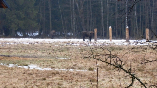 70 ton karmy dla żubrów. Trwa akcja w Puszczy Knyszyńskiej