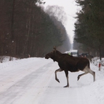 Ile zwierząt żyje w podlaskich lasach? 