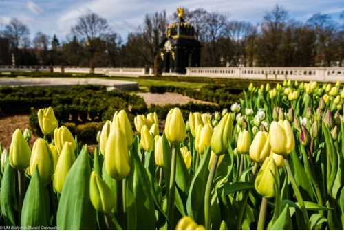 Tysiące wiosennych kwiatów pojawi się w białostockich parkach i wzdłuż ulic