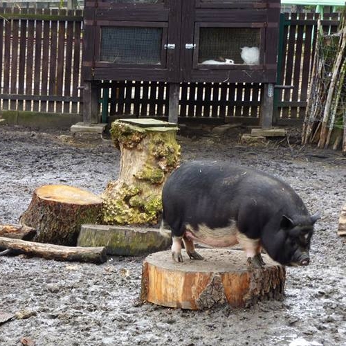 Akcent ZOO. Za dużo świnek wietnamskich, za mało owadów