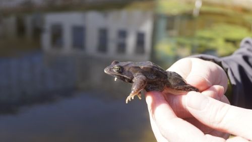 Żaby opanowały uniwersytecki kampus. Biolodzy zachwyceni