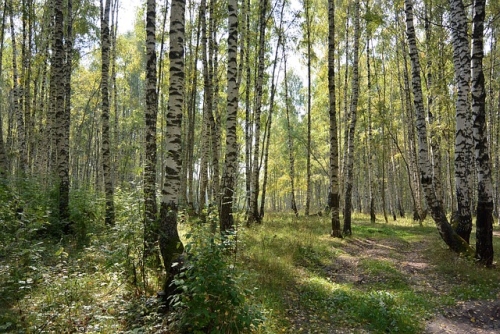 Piknik rodzinny. Spróbuj soku z brzozy