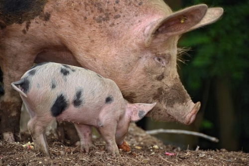 ASF. Część podlaskich rolników rezygnuje z hodowli świń