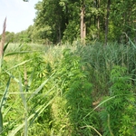 Zlikwidowano największą w tym roku leśną plantację konopi na Podlasiu