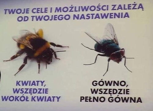 Dwie twarze: Nie bądź muchą! [FELIETON]