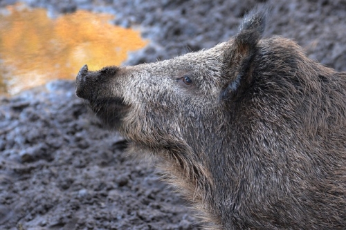 Kolejne podlaskie gminy zagrożone afrykańskim pomorem świń