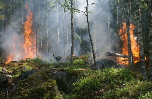 Duży pożar lasu. W akcji gaszenia użyto samolotu