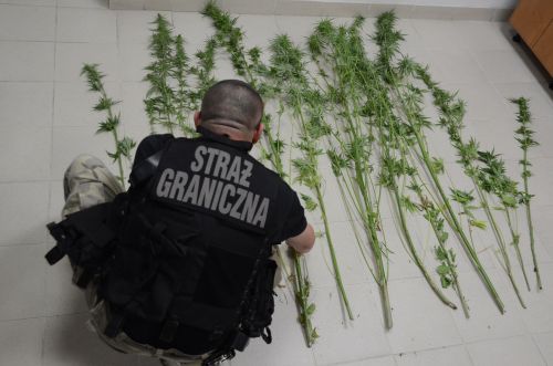 Strażnicy graniczni znaleźli krzaki marihuany o wartości 14 tys. zł