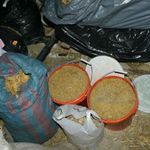 Nielegalna krajalnia tytoniu rozbita