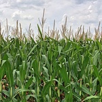 Podlaski Dzień Kukurydzy w Szepietowie