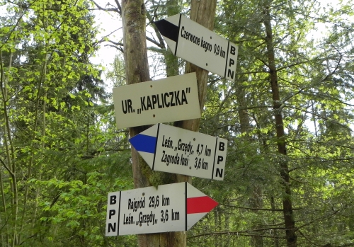 Nowe ścieżki biegowe w Biebrzańskim Parku Narodowym. Propozycja dla aktywnych