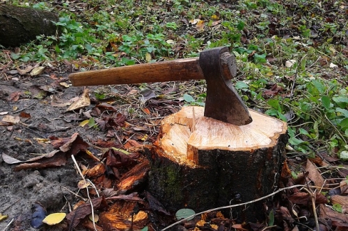 Tragiczny wypadek w lesie. Człowieka przygniotło drzewo