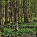 Bronią Puszczy Białowieskiej. Ruszyła zbiórka podpisów pod petycją