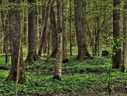 Bronią Puszczy Białowieskiej. Ruszyła zbiórka podpisów pod petycją