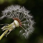 "Spotkania z florą" – darmowe wykłady i warsztaty