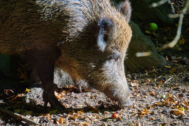 Afrykański pomór świń. Strefa "czerwona" poszerzona