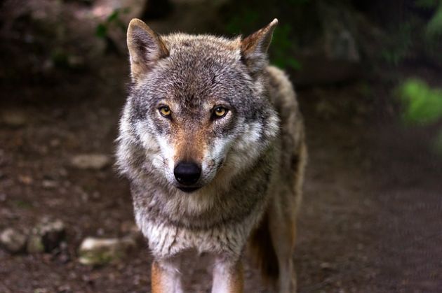 Specjalna akcja na Rynku Kościuszki. Może włączyć się w nią każdy