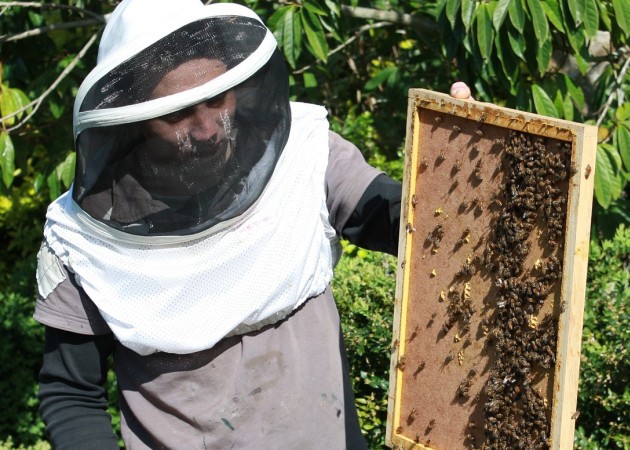 Radny chce pozwolić na hodowlę pszczół. W Warszawie ul stoi nawet na Pałacu Kultury