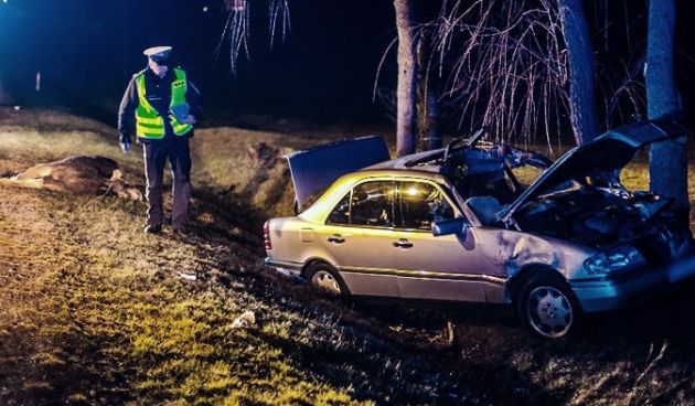 Uwaga na łosie. Poważny wypadek mercedesa