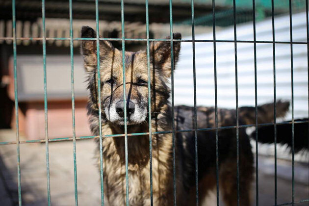 Krok do przodu. Wolontariusze przygotowują tabliczki z niezbędnymi informacjami o psach