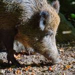 Strefa zagrożenia afrykańskim pomorem świń zniesiona