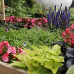 Można uprawiać warzywa i kwiaty. Powstanie ogródek przy białostockiej galerii