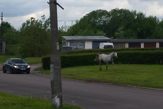 Galopujący koń przemierzał ulice Białegostoku [WIDEO]
