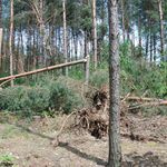 Trwa usuwanie skutków nawałnicy. Pomagają więźniowie z zakładu karnego 