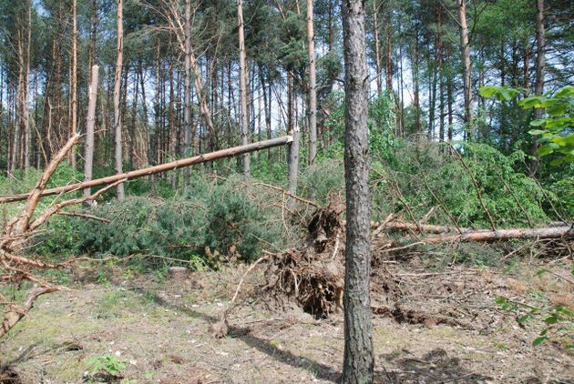 Trwa usuwanie skutków nawałnicy. Pomagają więźniowie z zakładu karnego