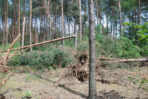 Trwa usuwanie skutków nawałnicy. Pomagają więźniowie z zakładu karnego 