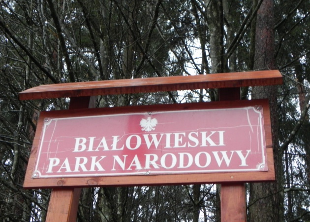 Puszcza Białowieska zostanie skreślona z listy UNESCO? Eksperci odwiedzą Polskę