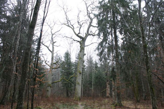 Wycinka w Puszczy Białowieskiej niezgodna z prawem. Tak oceniła Komisja Europejska