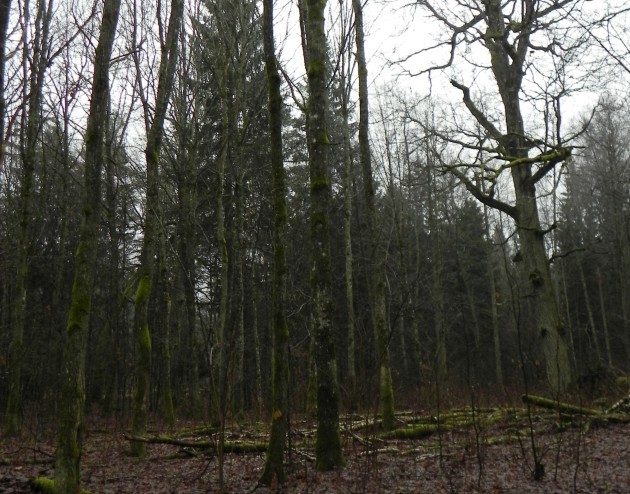 Puszcza Białowieska. Minister środowiska zapowiada szybką odpowiedź Komisji Europejskiej