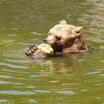 Odwiedzając zoo, nie dokarmiajmy zwierząt