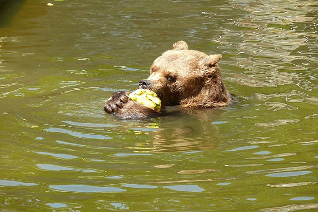 Odwiedzając zoo, nie dokarmiajmy zwierząt