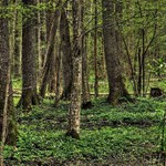 UNESCO na razie nie zajmie się sprawą Puszczy Białowieskiej