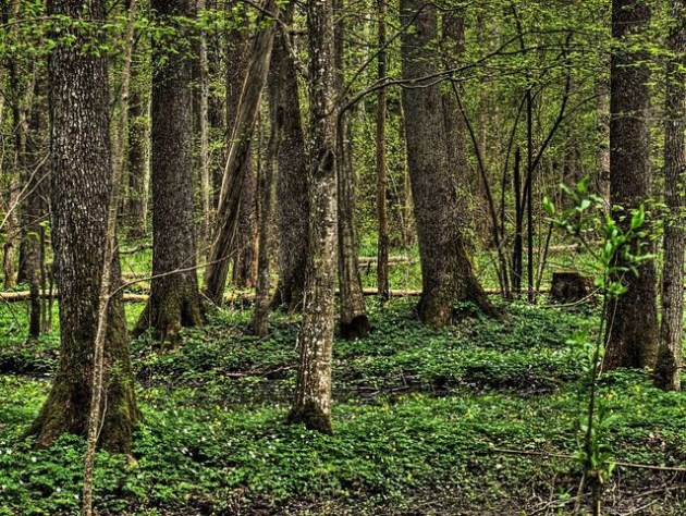 UNESCO na razie nie zajmie się sprawą Puszczy Białowieskiej