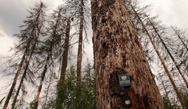 Puszcza Białowieska. Ministerstwo odpowiada Komisji Europejskiej