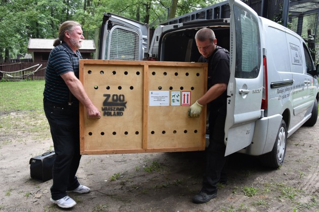 Nowa mieszkanka Akcentu ZOO. Rysica przyjechała do nas z Warszawy