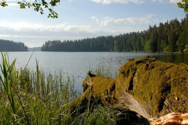 Lasy Państwowe. Można zgłaszać się na staże