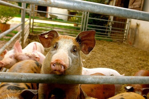 Afrykański pomór świń w Choroszczy. Są zawiadomienia do prokuratury i ABW
