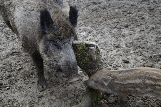 Walka z pomorem świń. Działa zespół specjalistów i infolinia dla rolników