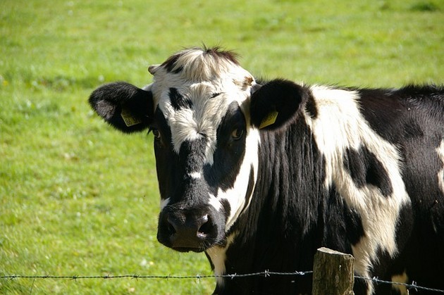 Unijne wsparcie dla producentów mleka redukujących dostawy